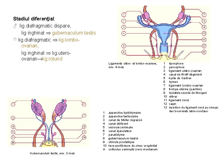 Stadiul diferenţial: ♂ lig. diafragmatic dispare, lig inghinal gubernaculum testis ♀ lig. diafragmatic lig.