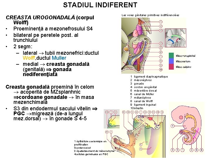 STADIUL INDIFERENT CREASTA UROGONADALĂ (corpul Wolff) • Proeminenţă a mezonefrosului S 4 • bilateral