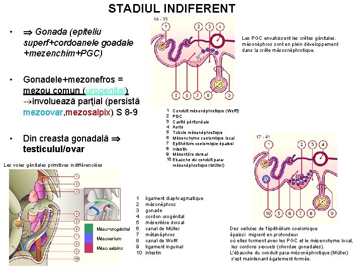 STADIUL INDIFERENT • Gonada (epiteliu superf+cordoanele goadale +mezenchim+PGC) • Gonadele+mezonefros = mezou comun (urogenital)