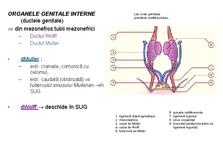 ORGANELE GENITALE INTERNE (ductele genitale) din mezonefros: tubii mezonefrici – – • Ductul Wolff