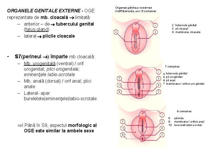 ORGANELE GENITALE EXTERNE - OGE reprezentate de mb. cloacală limitată: – anterior – de