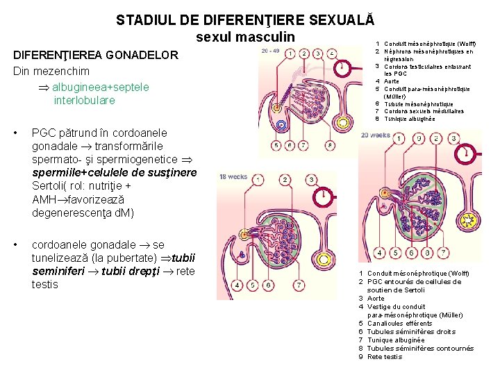 STADIUL DE DIFERENŢIERE SEXUALĂ sexul masculin 1 DIFERENŢIEREA GONADELOR Din mezenchim albugineea+septele interlobulare •