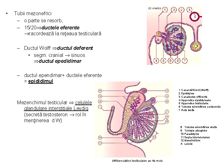  • Tubii mezonefrici – o parte se resorb, – 15/20 ductele eferente racordează