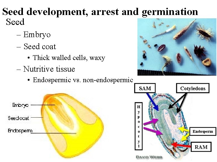 Seed development, arrest and germination Seed – Embryo – Seed coat • Thick walled