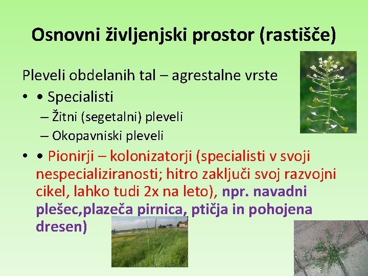 Osnovni življenjski prostor (rastišče) Pleveli obdelanih tal – agrestalne vrste • • Specialisti –