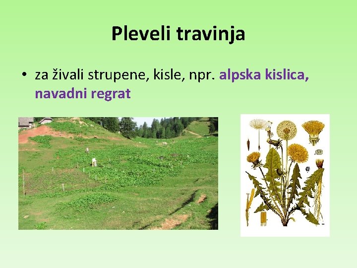 Pleveli travinja • za živali strupene, kisle, npr. alpska kislica, navadni regrat 