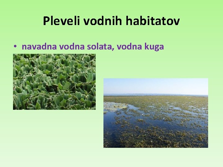 Pleveli vodnih habitatov • navadna vodna solata, vodna kuga 