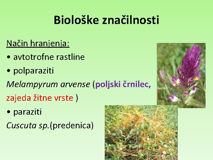 Biološke značilnosti Način hranjenja: • avtotrofne rastline • polparaziti Melampyrum arvense (poljski črnilec, zajeda