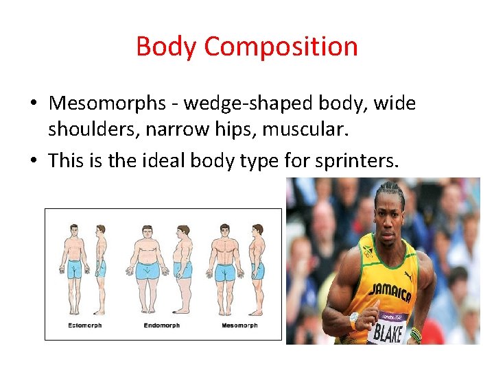 Body Composition • Mesomorphs - wedge-shaped body, wide shoulders, narrow hips, muscular. • This Body Composition • Mesomorphs - wedge-shaped body, wide shoulders, narrow hips, muscular. • This