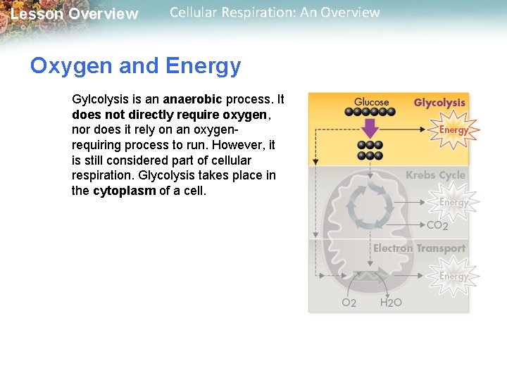 Lesson Overview Cellular Respiration: An Overview Oxygen and Energy Gylcolysis is an anaerobic process.