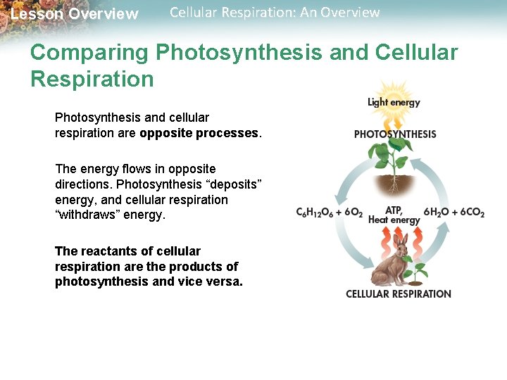 Lesson Overview Cellular Respiration: An Overview Comparing Photosynthesis and Cellular Respiration Photosynthesis and cellular