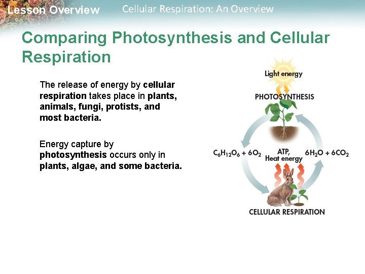 Lesson Overview Cellular Respiration: An Overview Comparing Photosynthesis and Cellular Respiration The release of