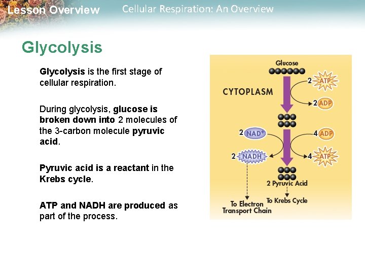 Lesson Overview Cellular Respiration: An Overview Glycolysis is the first stage of cellular respiration.