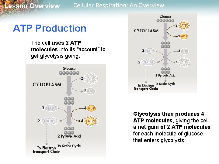 Lesson Overview Cellular Respiration: An Overview ATP Production The cell uses 2 ATP molecules