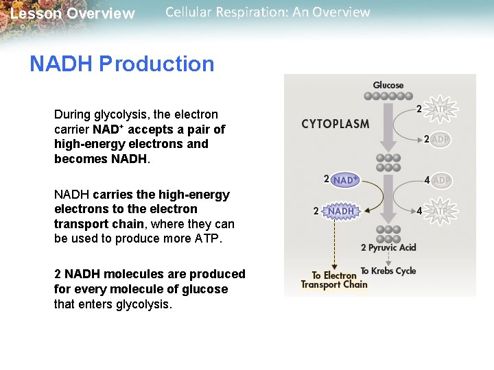 Lesson Overview Cellular Respiration: An Overview NADH Production During glycolysis, the electron carrier NAD+