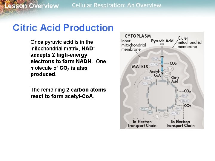 Lesson Overview Cellular Respiration: An Overview Citric Acid Production Once pyruvic acid is in