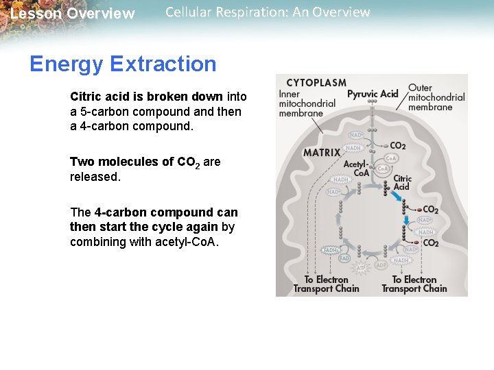 Lesson Overview Cellular Respiration: An Overview Energy Extraction Citric acid is broken down into