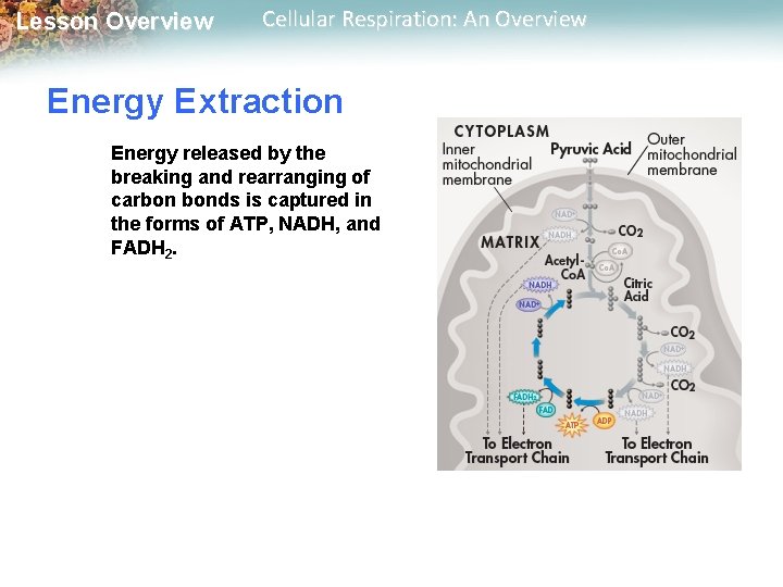 Lesson Overview Cellular Respiration: An Overview Energy Extraction Energy released by the breaking and