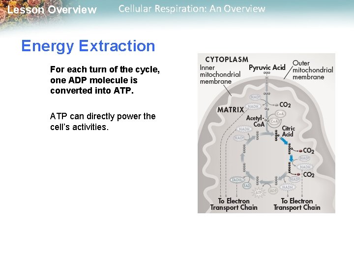Lesson Overview Cellular Respiration: An Overview Energy Extraction For each turn of the cycle,