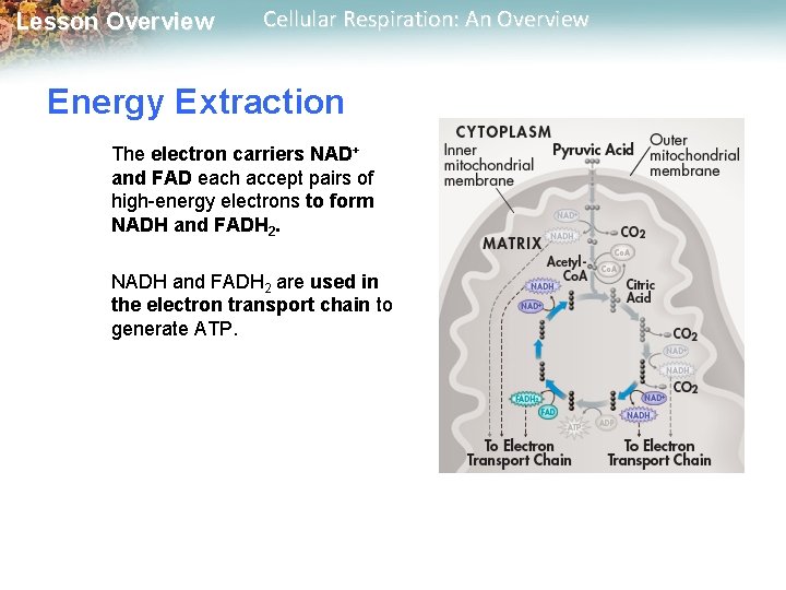 Lesson Overview Cellular Respiration: An Overview Energy Extraction The electron carriers NAD+ and FAD