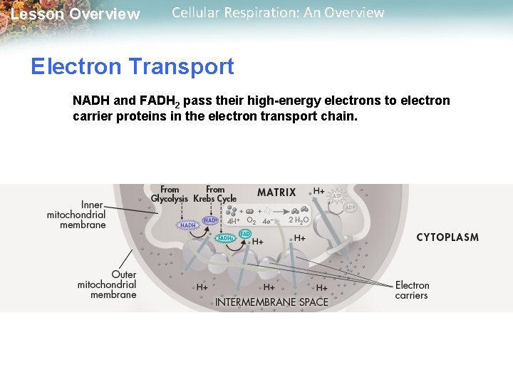 Lesson Overview Cellular Respiration: An Overview Electron Transport NADH and FADH 2 pass their