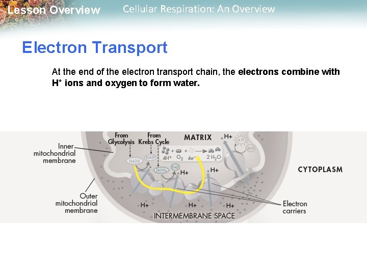 Lesson Overview Cellular Respiration: An Overview Electron Transport At the end of the electron