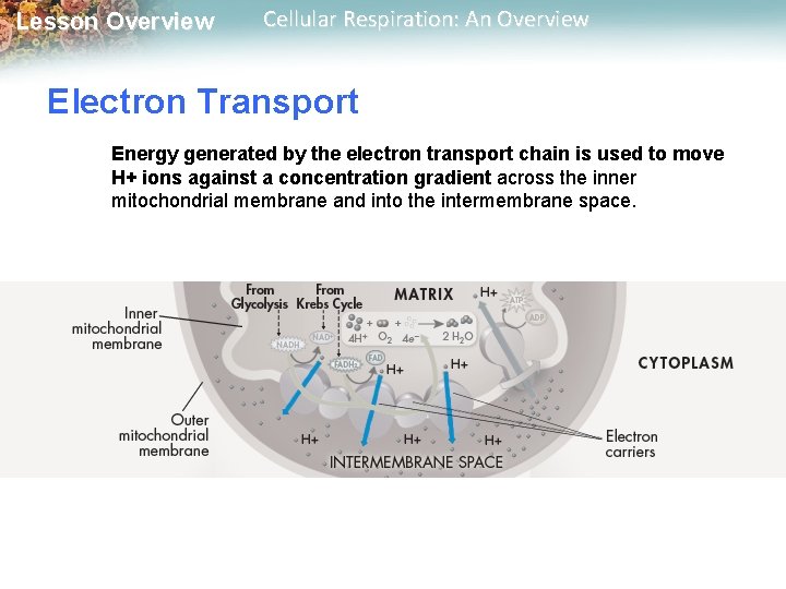 Lesson Overview Cellular Respiration: An Overview Electron Transport Energy generated by the electron transport
