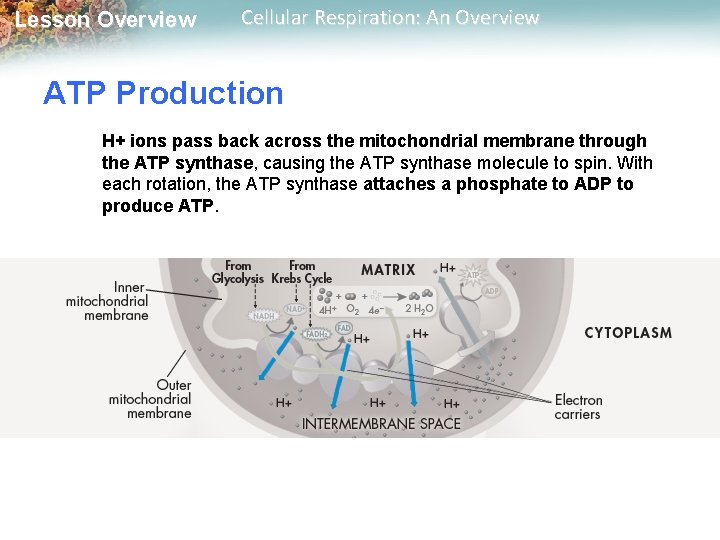 Lesson Overview Cellular Respiration: An Overview ATP Production H+ ions pass back across the