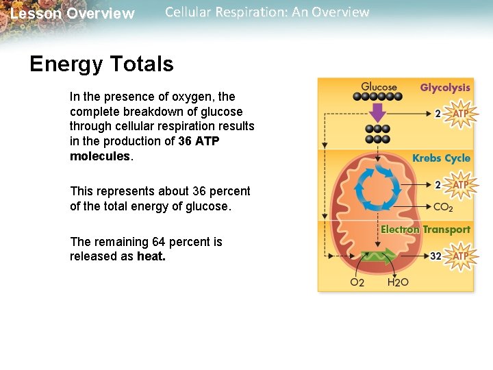 Lesson Overview Cellular Respiration: An Overview Energy Totals In the presence of oxygen, the