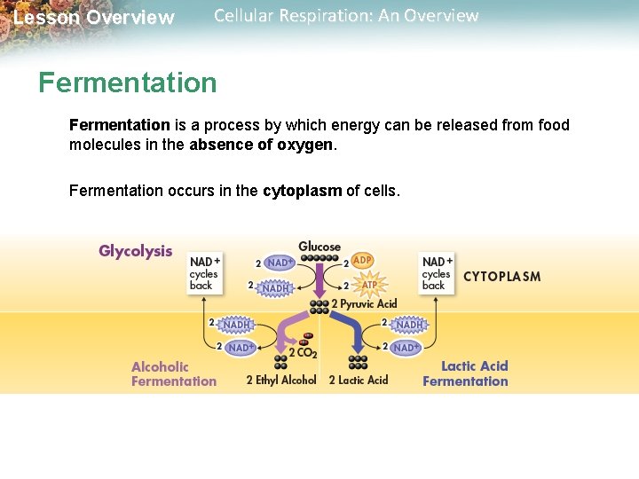 Lesson Overview Cellular Respiration: An Overview Fermentation is a process by which energy can
