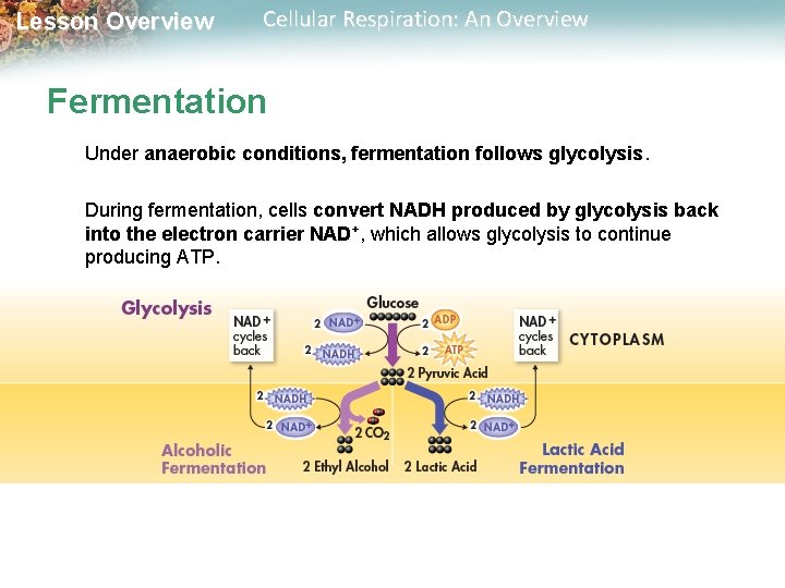 Lesson Overview Cellular Respiration: An Overview Fermentation Under anaerobic conditions, fermentation follows glycolysis. During