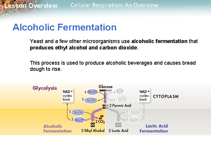 Lesson Overview Cellular Respiration: An Overview Alcoholic Fermentation Yeast and a few other microorganisms