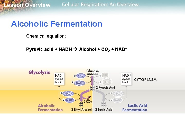 Lesson Overview Cellular Respiration: An Overview Alcoholic Fermentation Chemical equation: Pyruvic acid + NADH