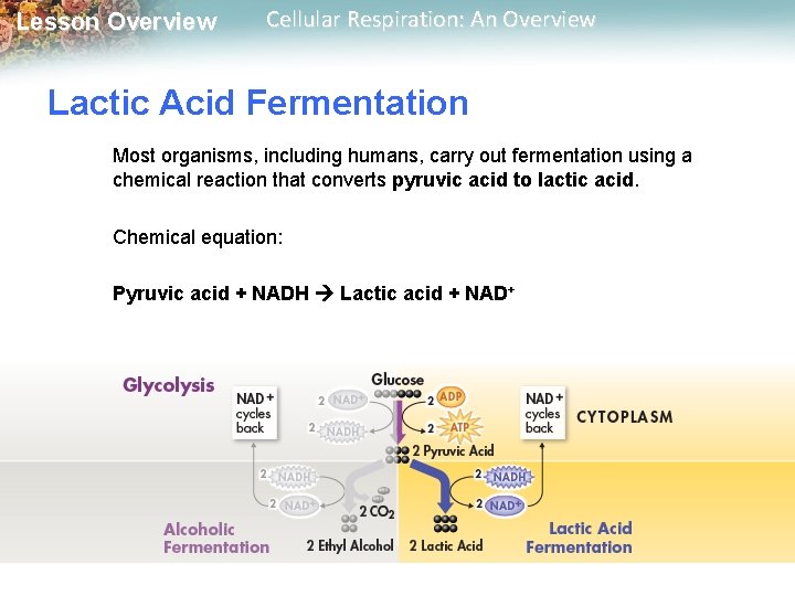 Lesson Overview Cellular Respiration: An Overview Lactic Acid Fermentation Most organisms, including humans, carry