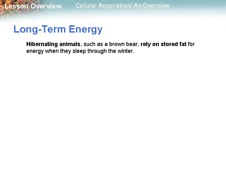 Lesson Overview Cellular Respiration: An Overview Long-Term Energy Hibernating animals, such as a brown