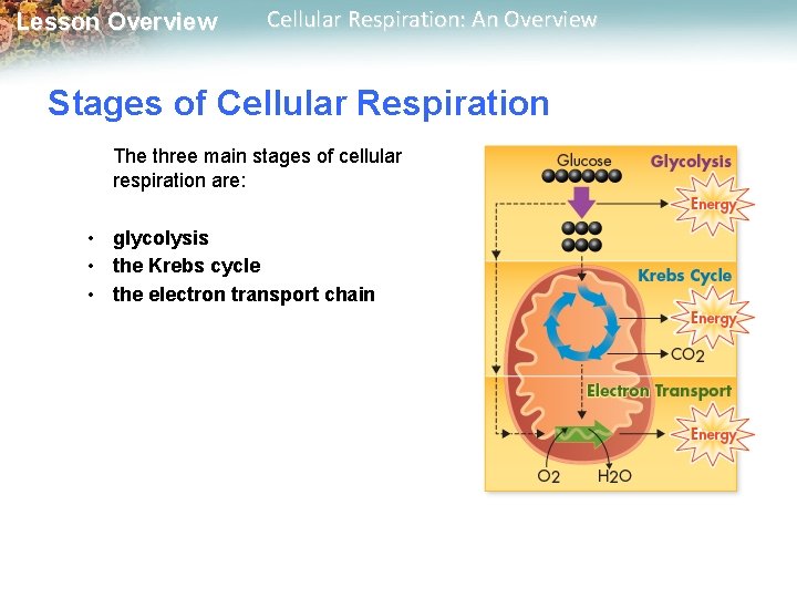 Lesson Overview Cellular Respiration: An Overview Stages of Cellular Respiration The three main stages