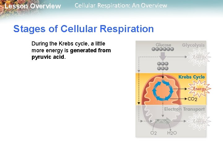 Lesson Overview Cellular Respiration: An Overview Stages of Cellular Respiration During the Krebs cycle,