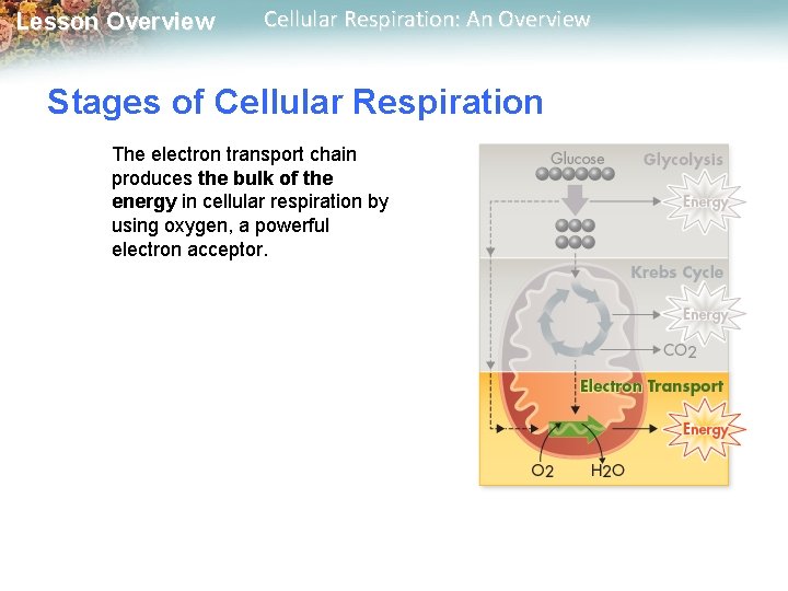Lesson Overview Cellular Respiration: An Overview Stages of Cellular Respiration The electron transport chain