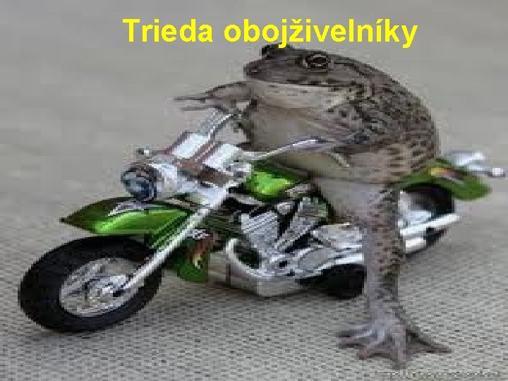 Trieda obojživelníky 