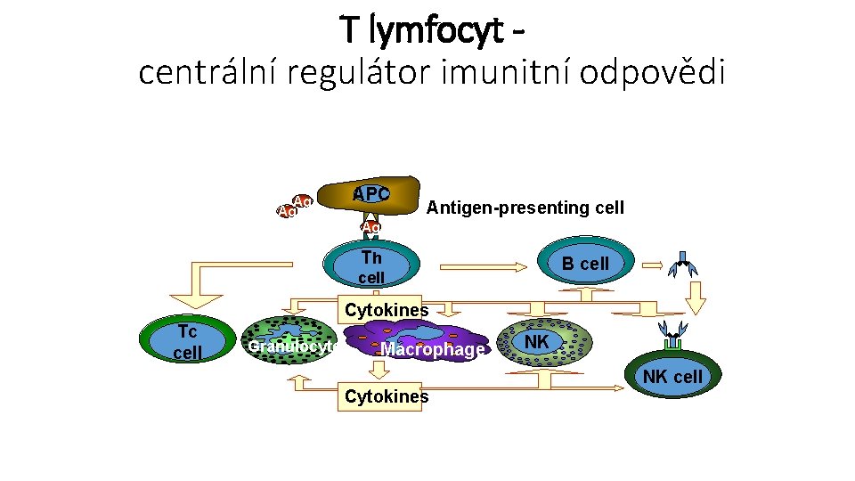 T lymfocyt centrální regulátor imunitní odpovědi Ag Ag APC Antigen-presenting cell Ag Th B