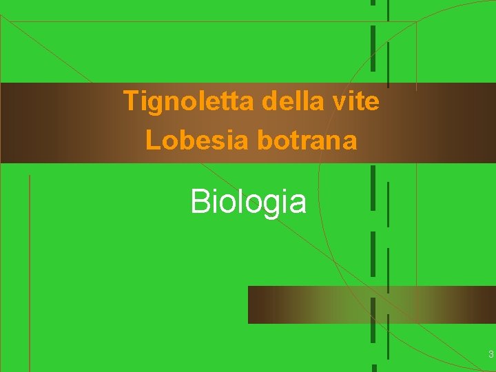 Tignoletta della vite Lobesia botrana Biologia 3 