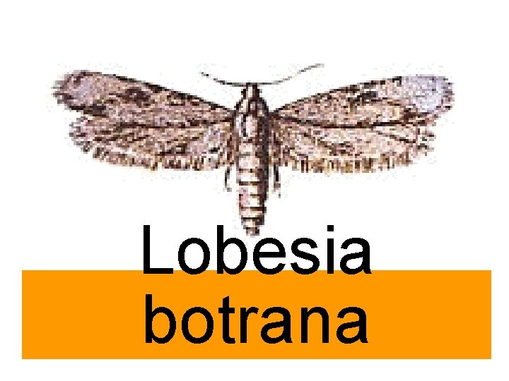 Lobesia botrana 4 