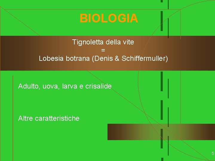 BIOLOGIA Tignoletta della vite = Lobesia botrana (Denis & Schiffermuller) Adulto, uova, larva e