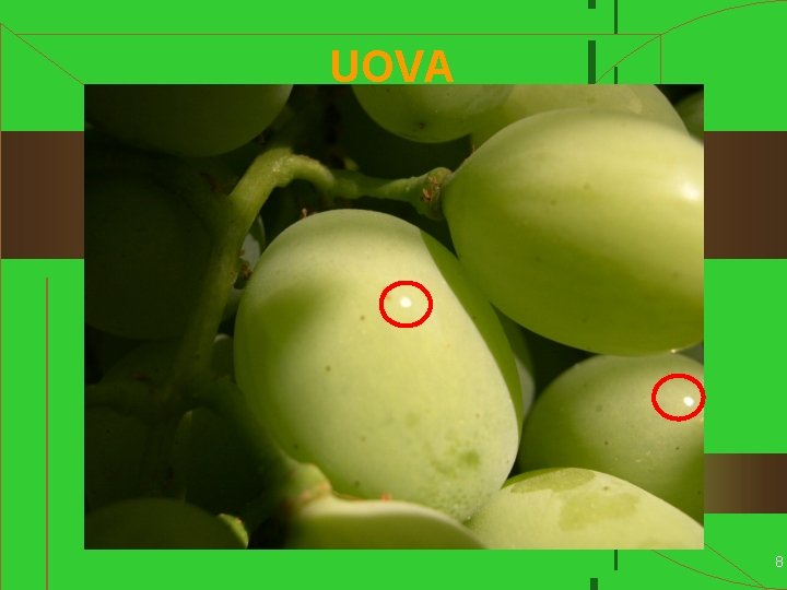 UOVA 8 