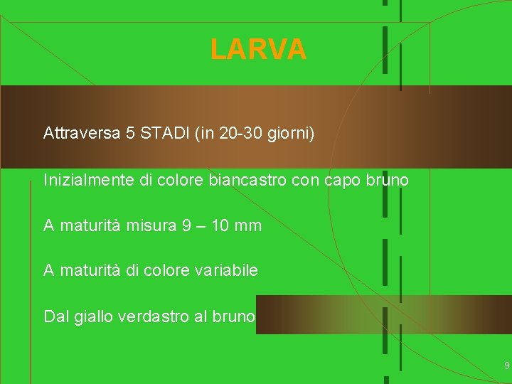 LARVA Attraversa 5 STADI (in 20 -30 giorni) Inizialmente di colore biancastro con capo