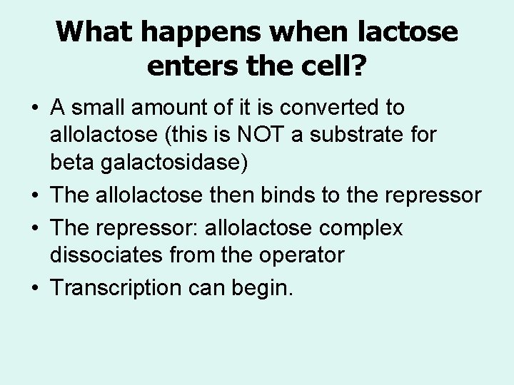 What happens when lactose enters the cell? • A small amount of it is