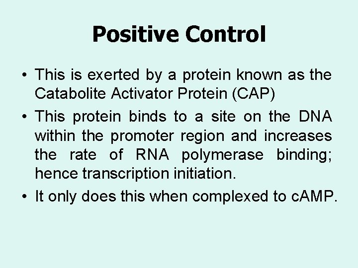 Positive Control • This is exerted by a protein known as the Catabolite Activator