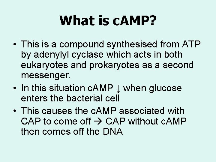 What is c. AMP? • This is a compound synthesised from ATP by adenylyl