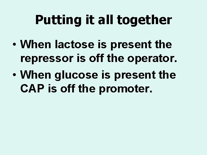 Putting it all together • When lactose is present the repressor is off the