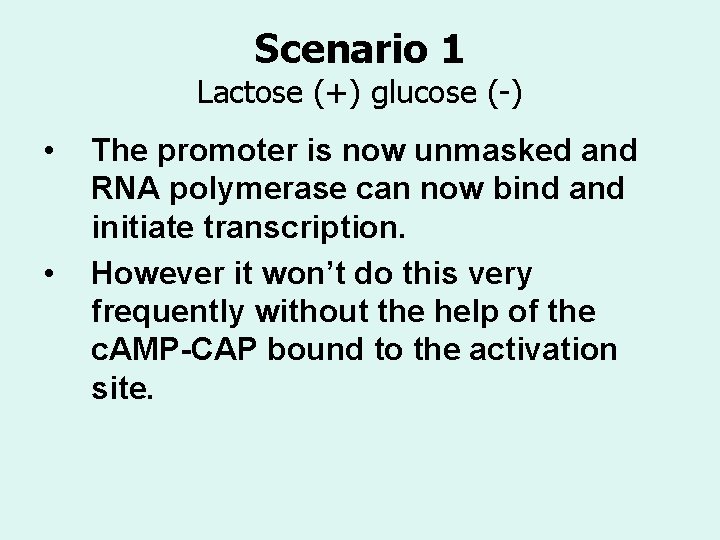 Scenario 1 Lactose (+) glucose (-) • • The promoter is now unmasked and